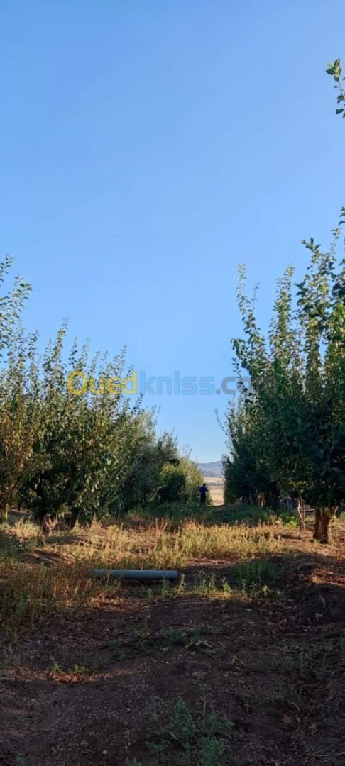 Vente Terrain Agricole Tlemcen Sidi abdelli