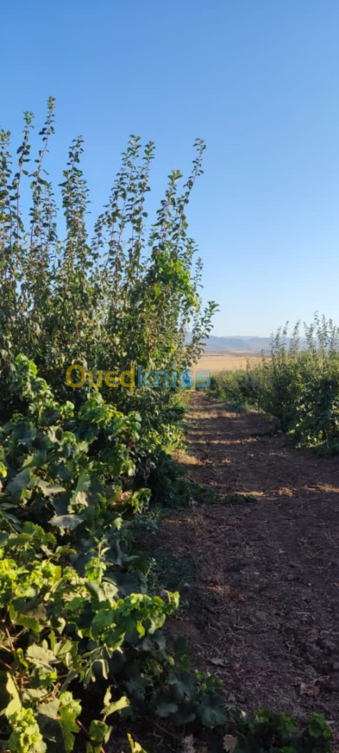 Vente Terrain Agricole Tlemcen Sidi abdelli