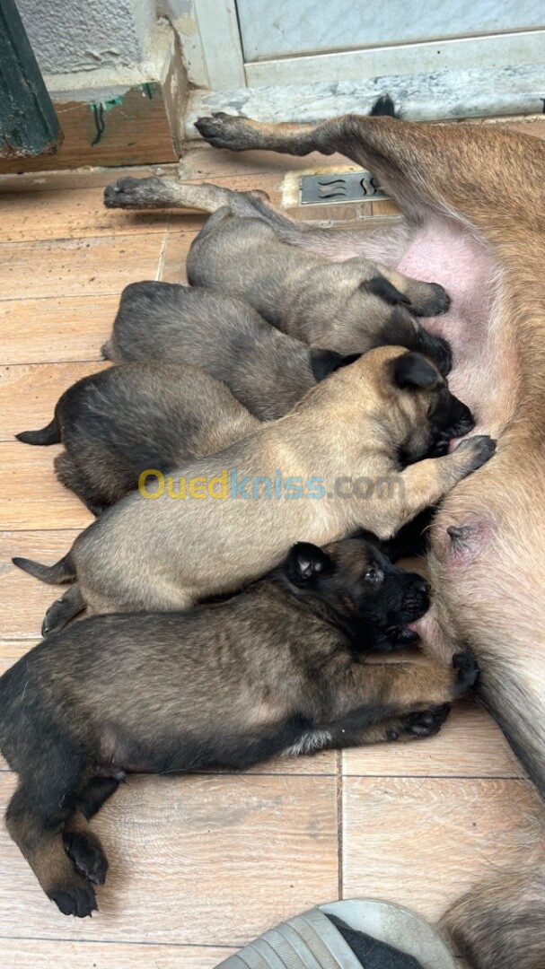 Chiot Malinois pure race 