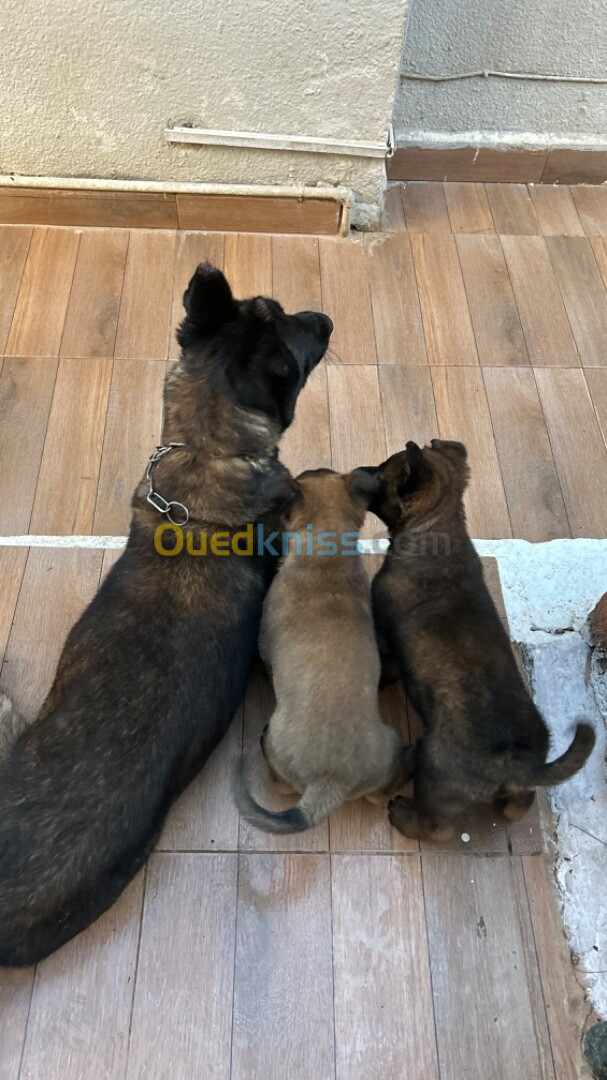 Chiot malinois pure race 