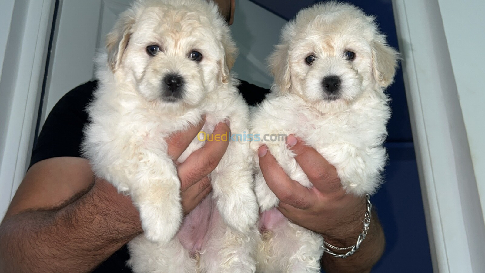 Bichon maltais nain pure race caniche 