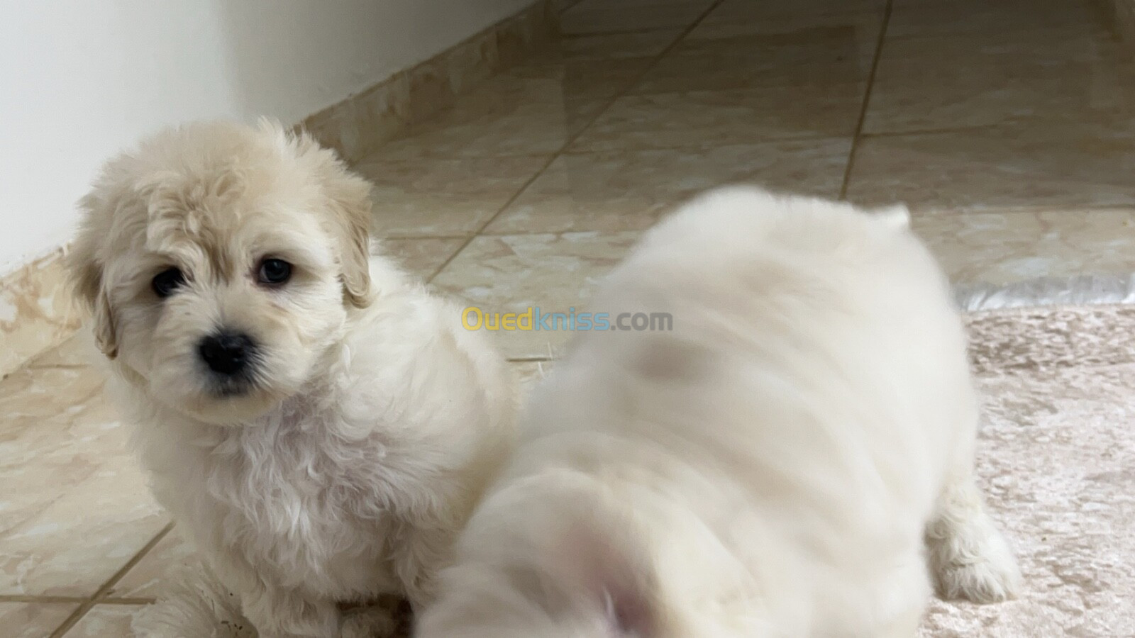 Bichon maltais nain pure race caniche 