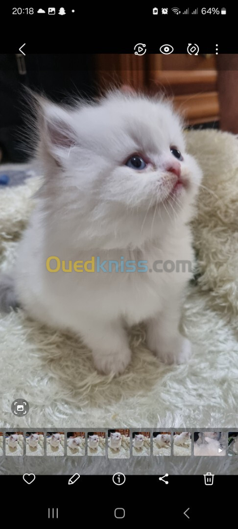 Chaton persan mal et femelle 