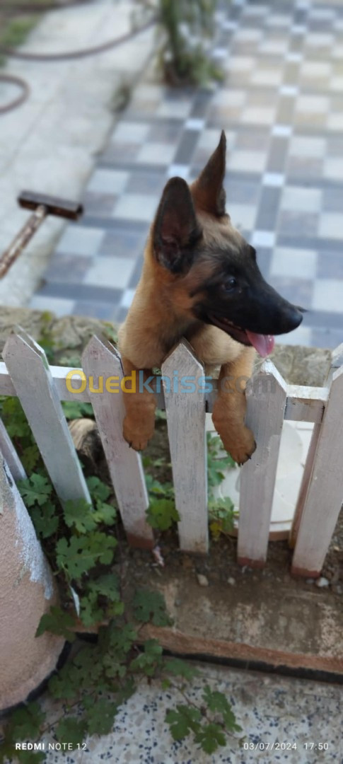 chiot Malinois