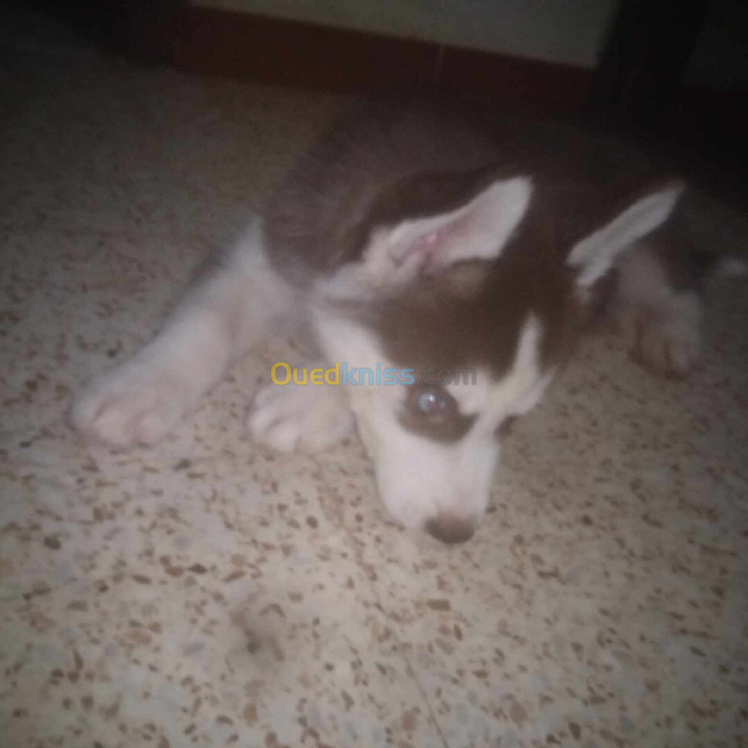 Husky des yeux blue