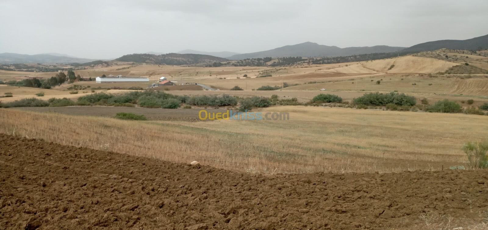 Vente Terrain Agricole Bouira Bordj okhriss