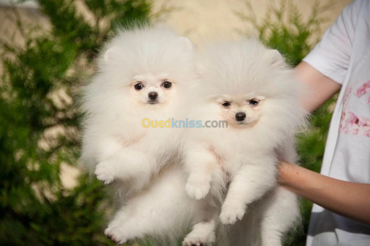 Pomeranian Spitz 