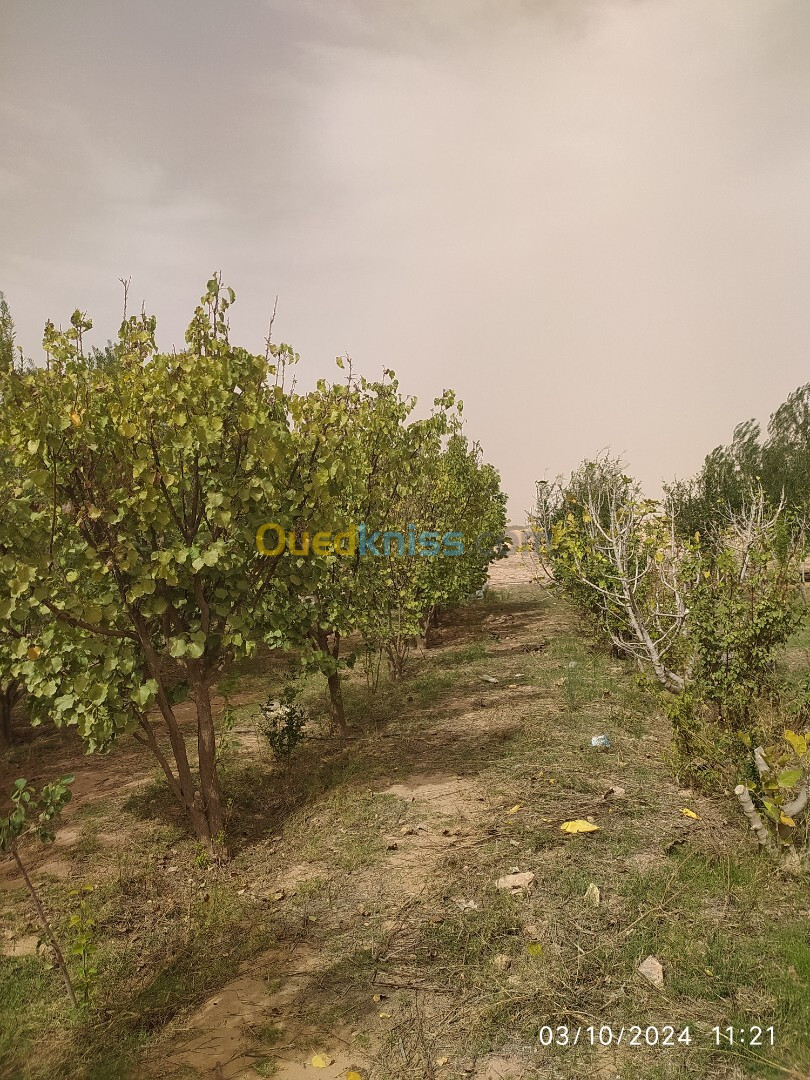 Vente Terrain Agricole Ouled Djellal Besbes