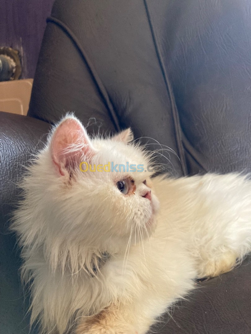 Chat persan himalayen peke faced