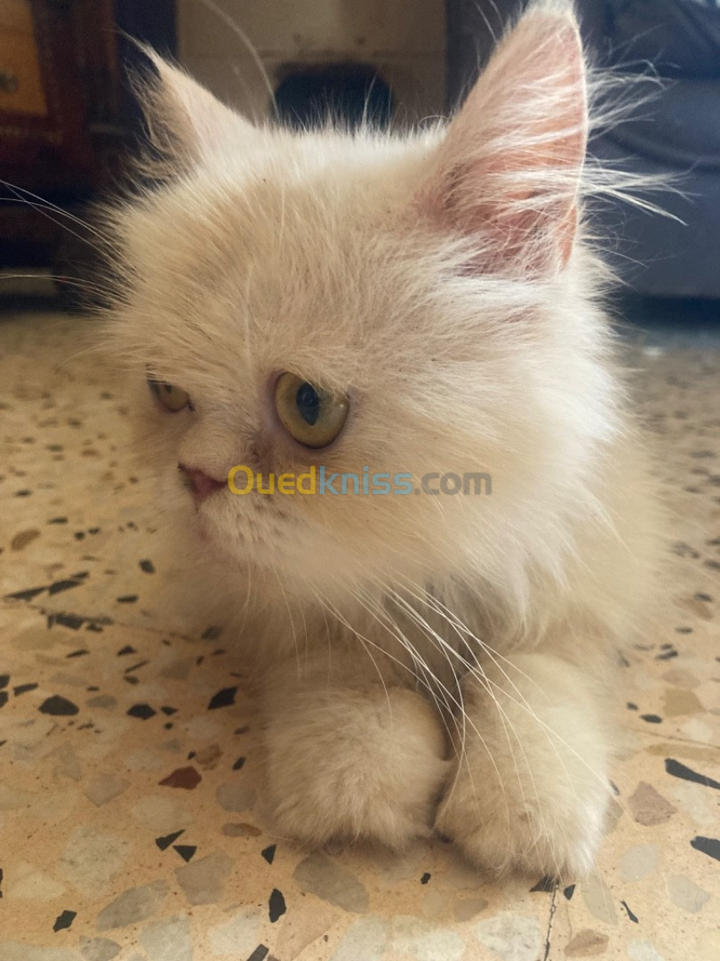 Chat persan himalayen peke faced