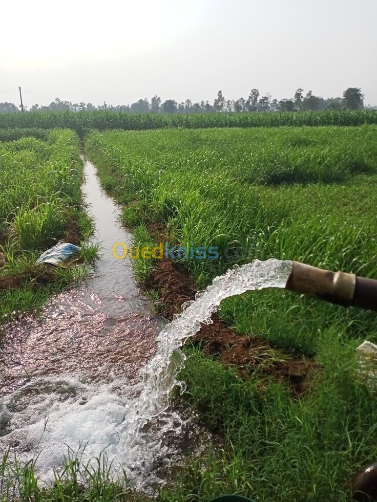 Instalation et suivis des équipements d'irrigation ( pompes - مضخات )