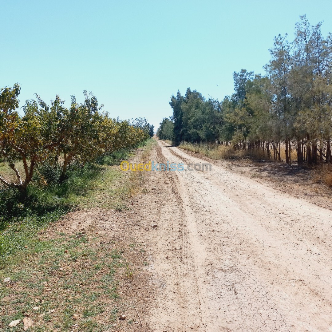 Vente Terrain Agricole Djelfa Ain oussara