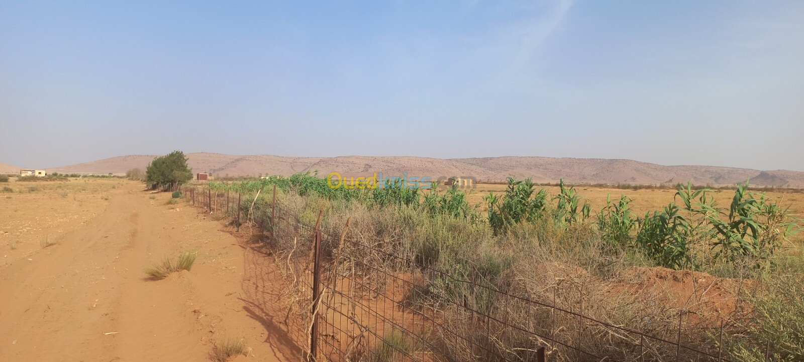 Vente Terrain Agricole Djelfa Ain oussara