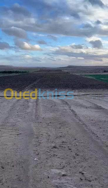 Vente Terrain Agricole Djelfa Djelfa