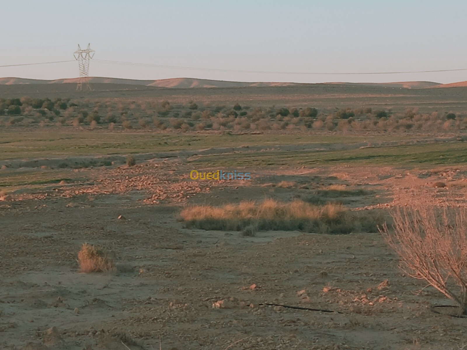 Vente Terrain Agricole Djelfa Ain el ibel