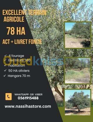 Vente Terrain Agricole Djelfa Ain oussara