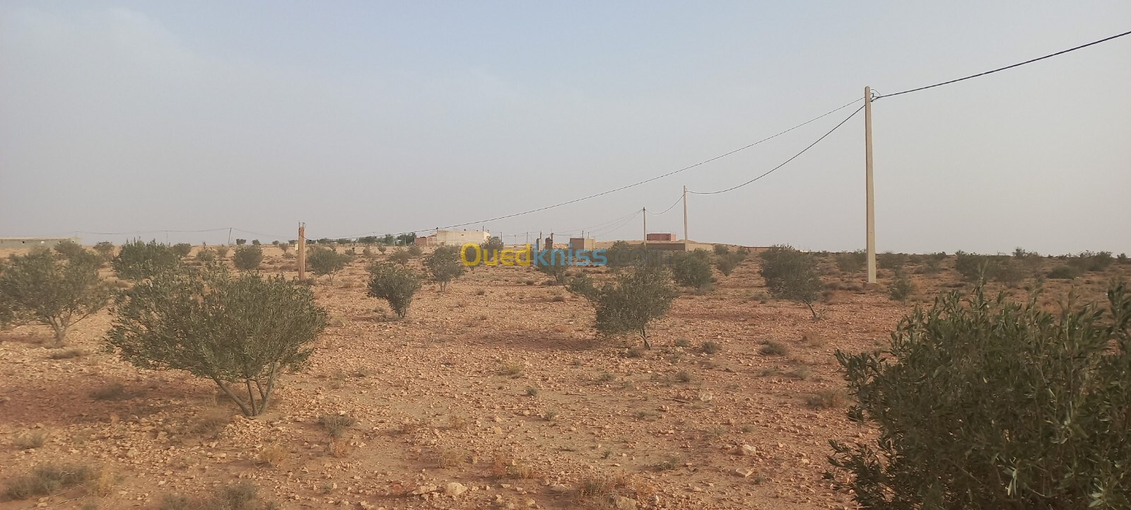 Vente Terrain Agricole Djelfa Had sahary