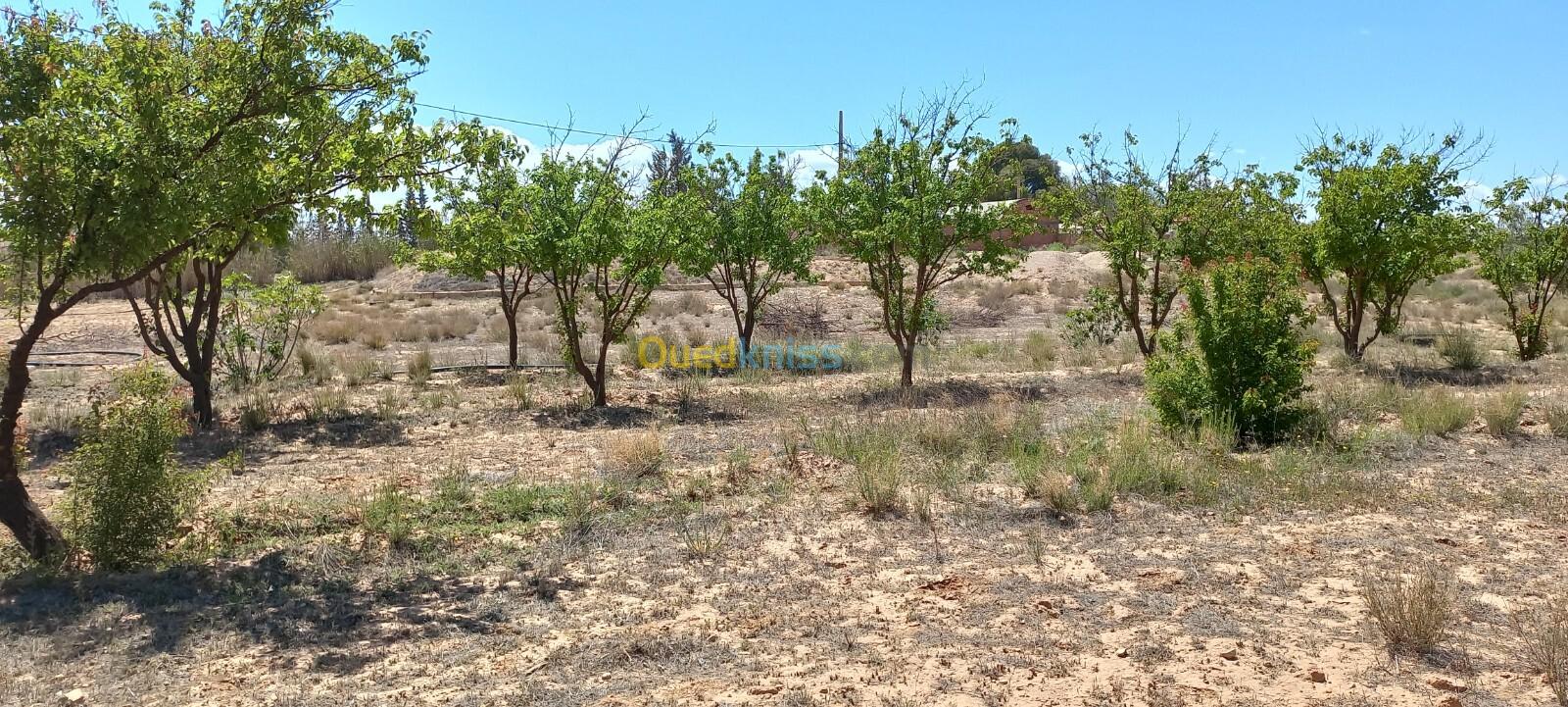 Vente Terrain Agricole Djelfa Djelfa