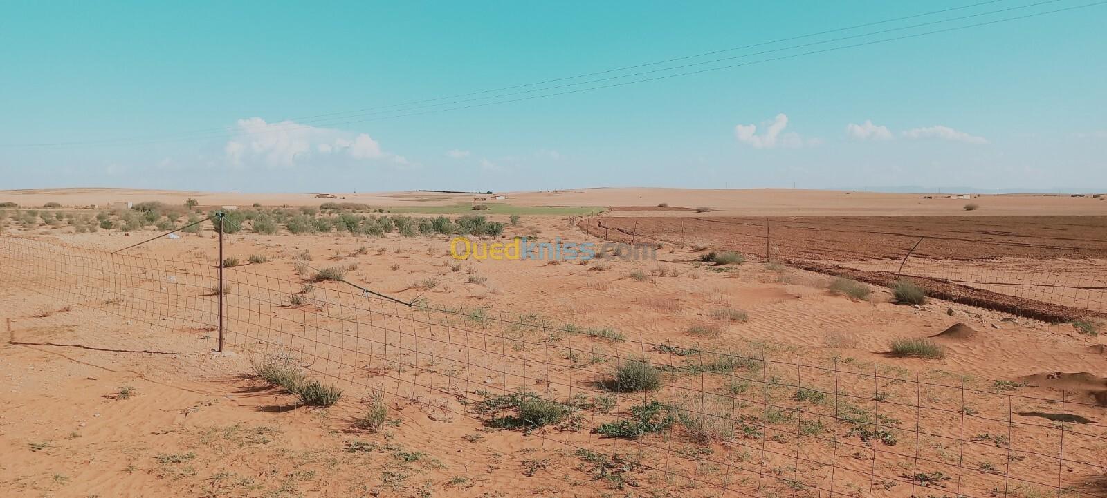 Vente Terrain Agricole Djelfa Djelfa