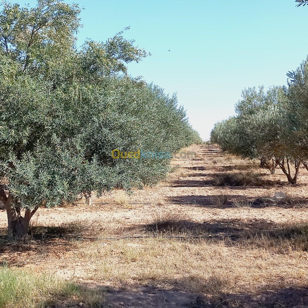 Vente Terrain Agricole Djelfa Ain oussara