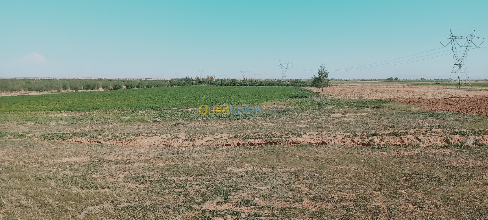 Vente Terrain Agricole Djelfa Ain oussara