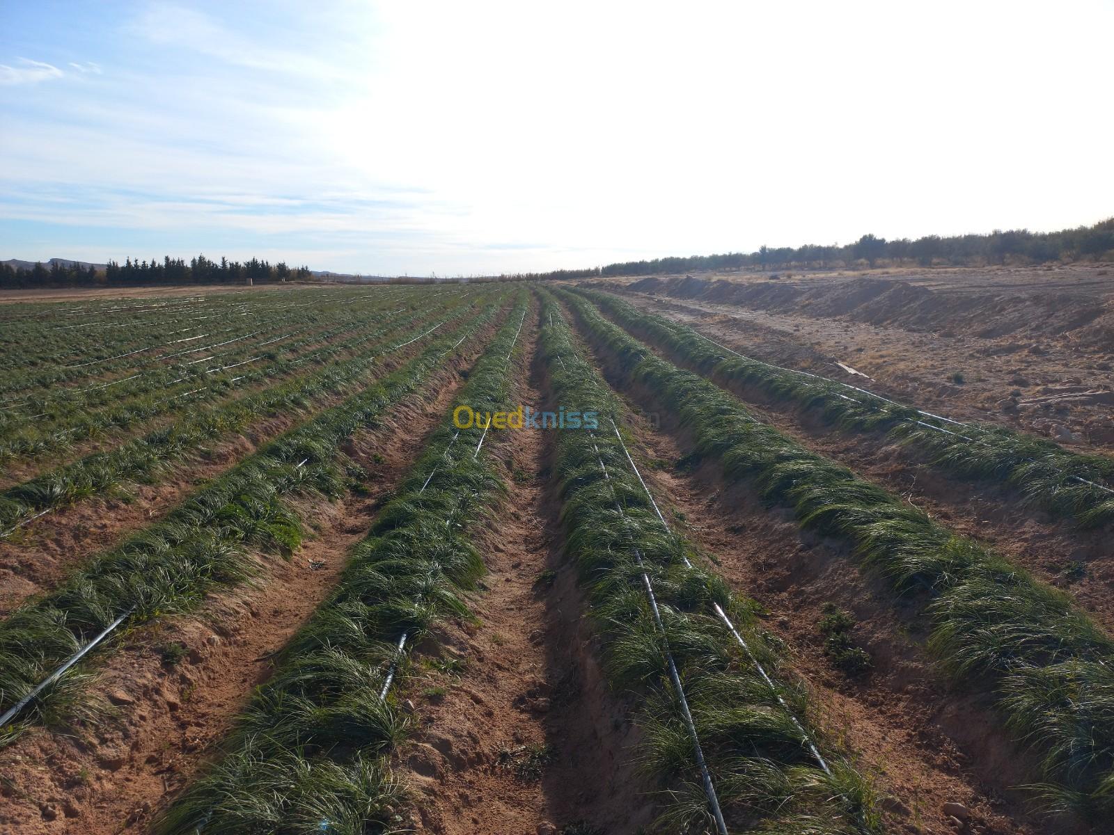 Vente Terrain Agricole Djelfa Djelfa