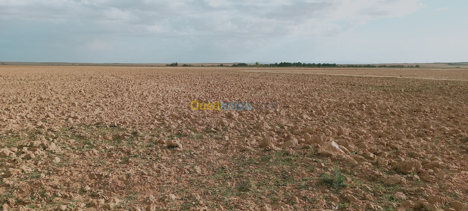 Vente Terrain Agricole Djelfa Birine