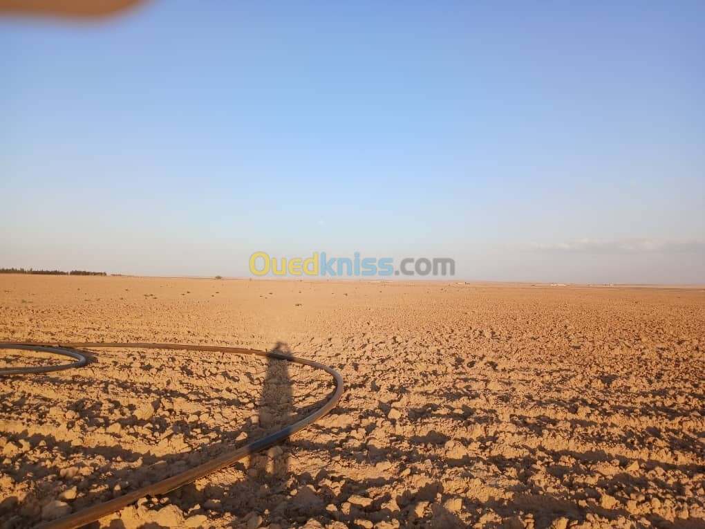 Vente Terrain Agricole Djelfa Birine