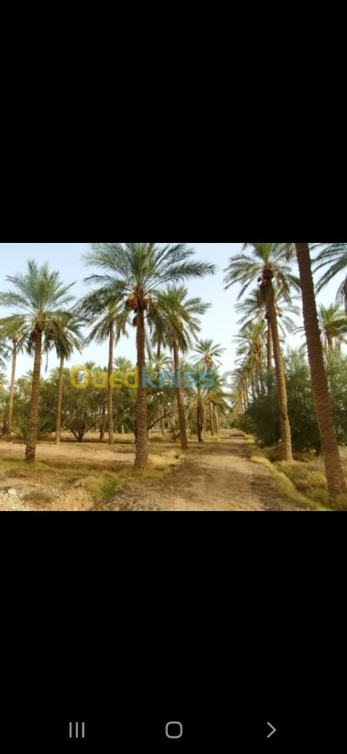 Vente Terrain Agricole Biskra Chetma