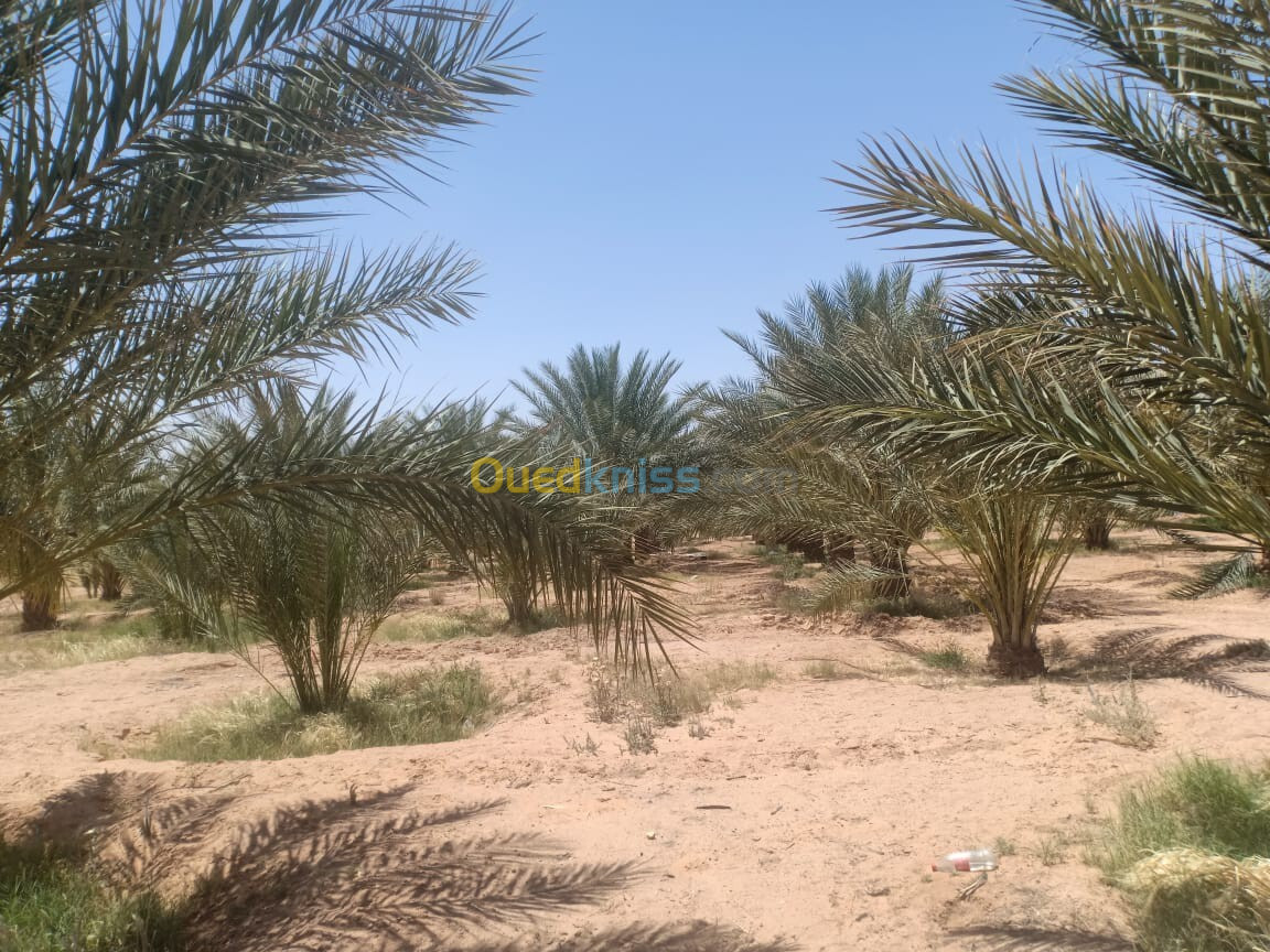 Vente Terrain Biskra El ghrous