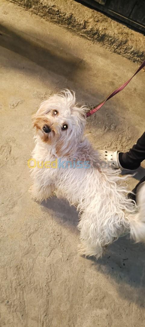 Caniche bichon pure ;name(chanell)