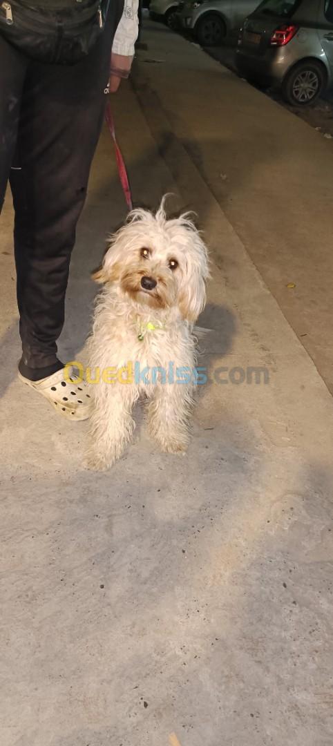 Caniche bichon pure ;name(chanell)