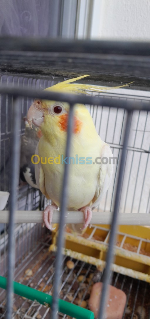 Oiseaux cockatiel Perruche Calopsitte