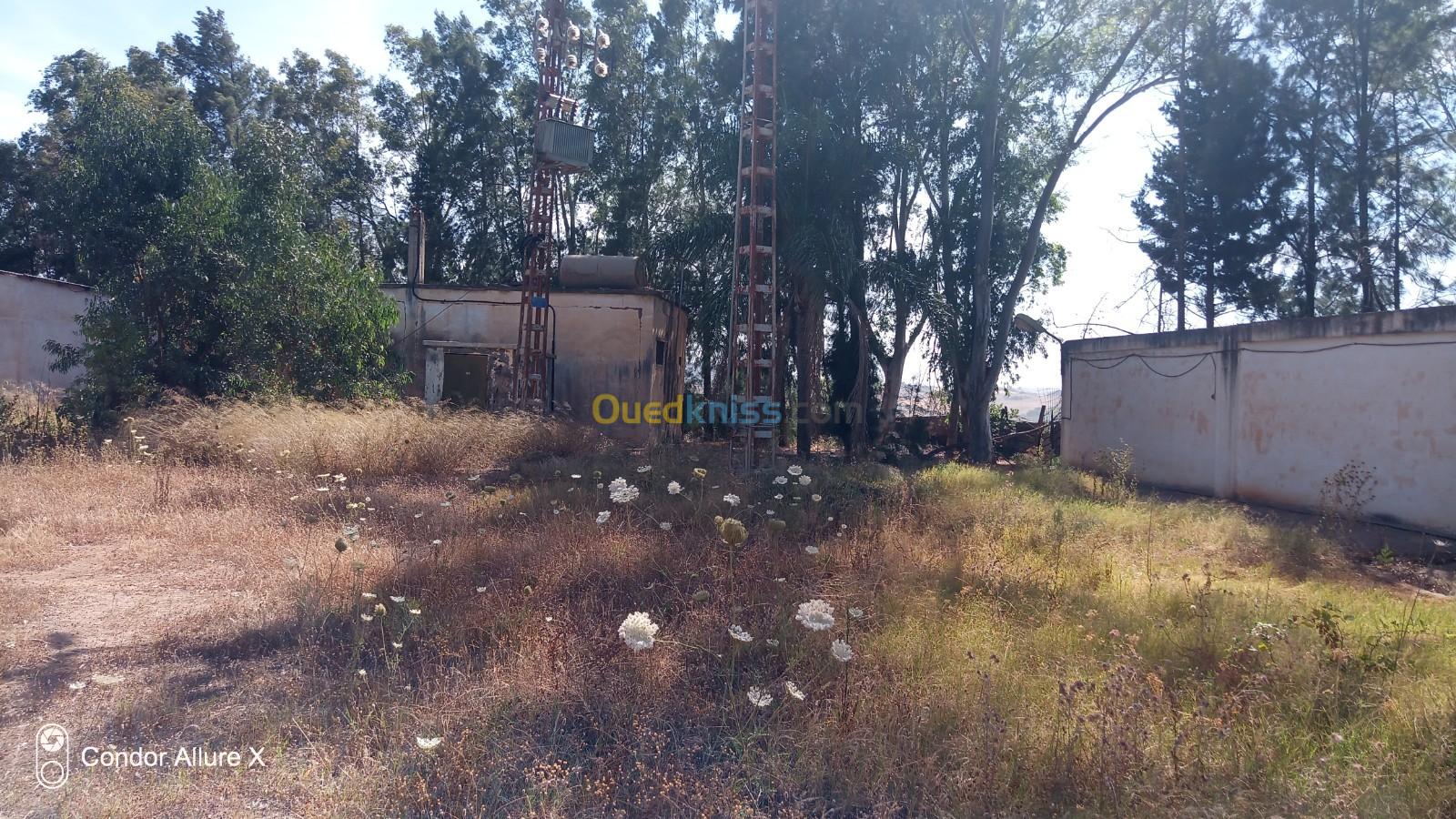 Location Hangar Boumerdès Tidjelabine