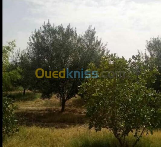 Vente Terrain Agricole Djelfa Benhar