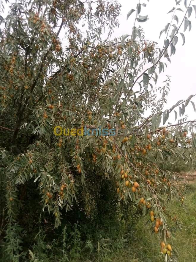 Vente Terrain Agricole Djelfa Benhar