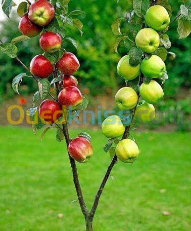 بيع جميع انواع الاشجار القزمية و الاشجار المثمرة... vente d'arbres fruitiers de toutes les variétés 