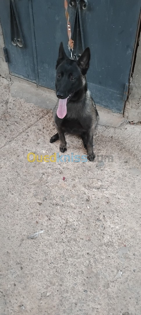 Chien femele malinois 9mois mdrisi mrigla