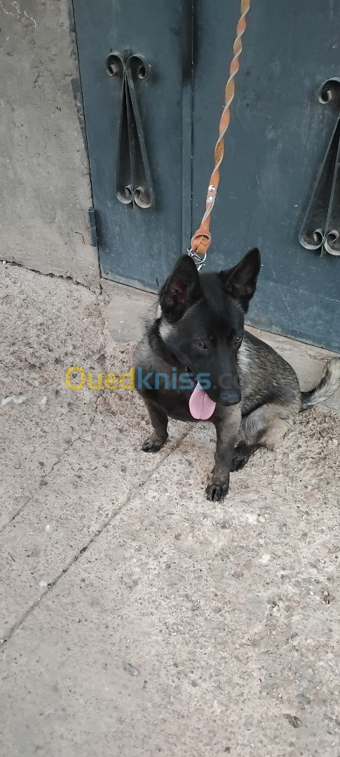 Chien femele malinois 9mois mdrisi mrigla