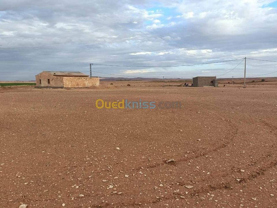 Vente Terrain Djelfa Ain oussara