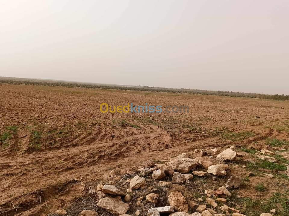 Vente Terrain Agricole Djelfa Benhar