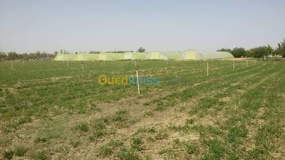 Vente Terrain Agricole Biskra Sidi okba