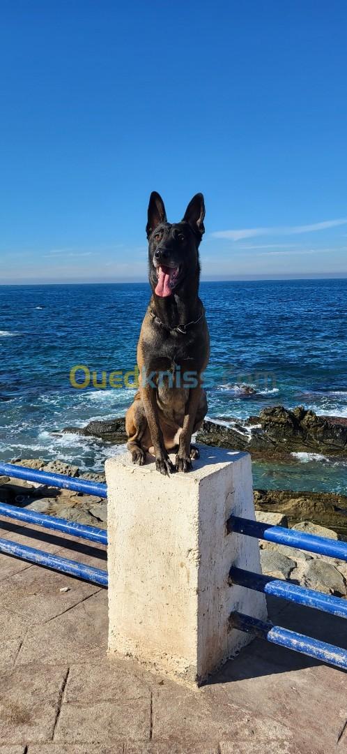 Malinois 