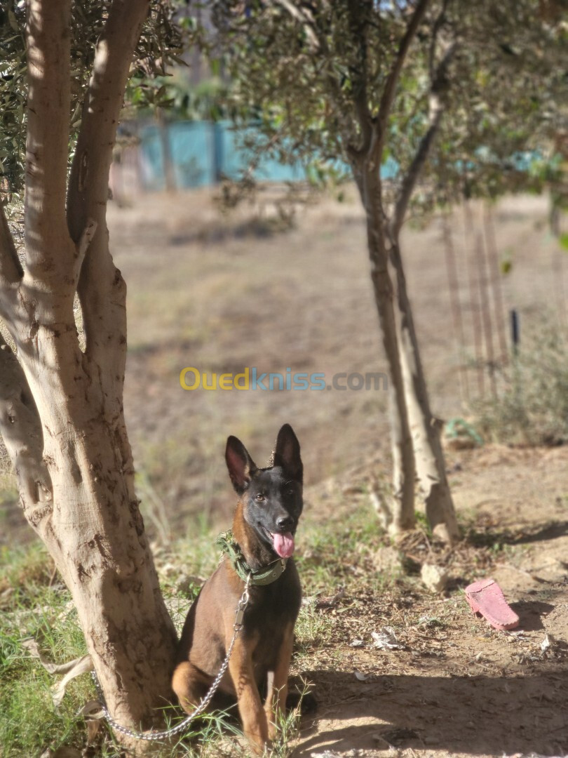 Female malinois charboni  bonne santé age de 4 mois