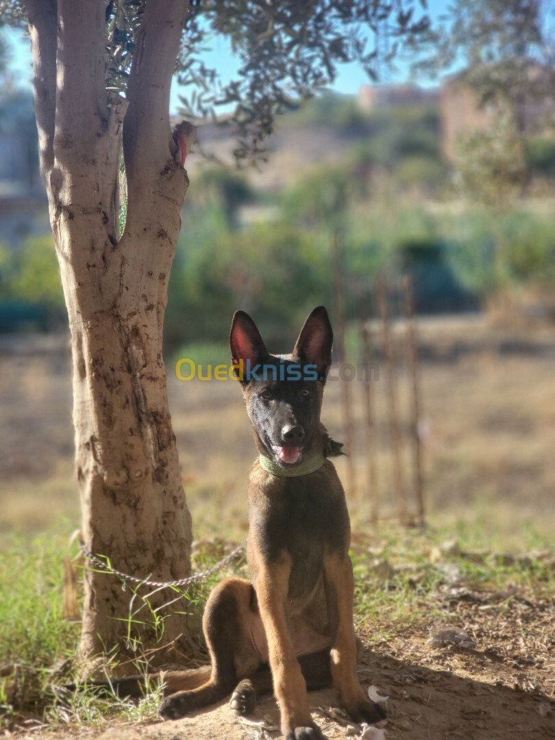 Female malinois charboni  bonne santé age de 4 mois