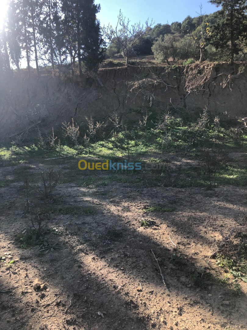 Vente Terrain Blida El affroun