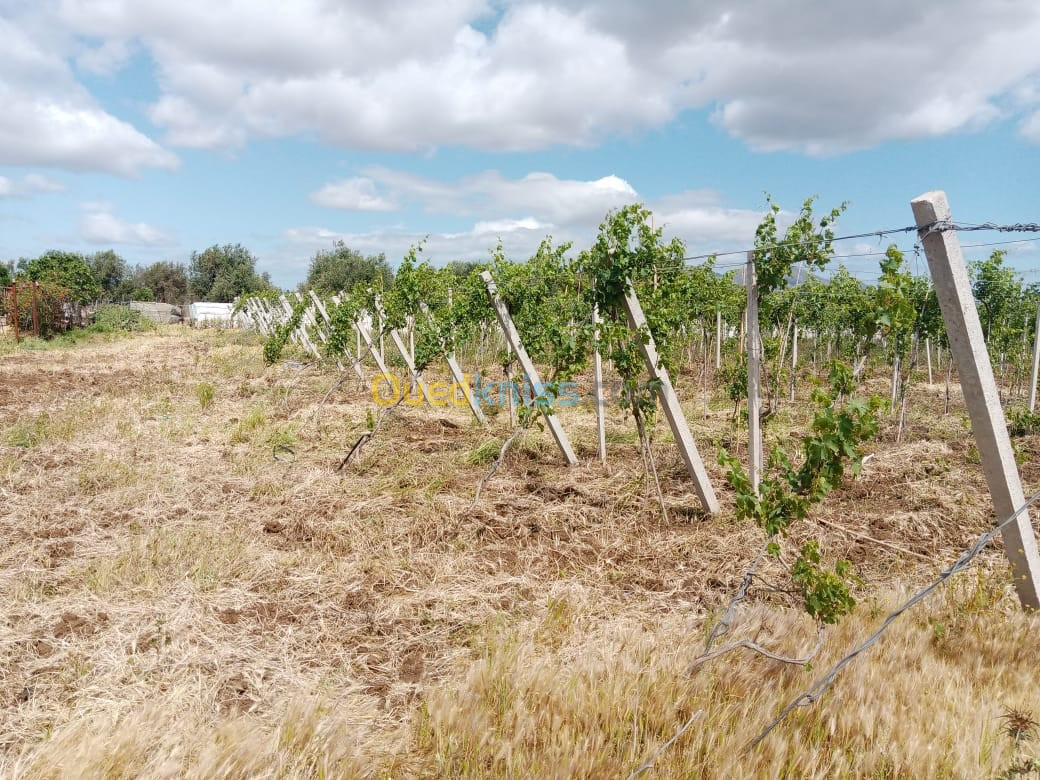 Vente Terrain Agricole Tipaza Bou ismail