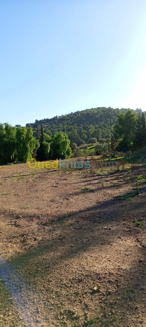 Vente Terrain Blida El affroun