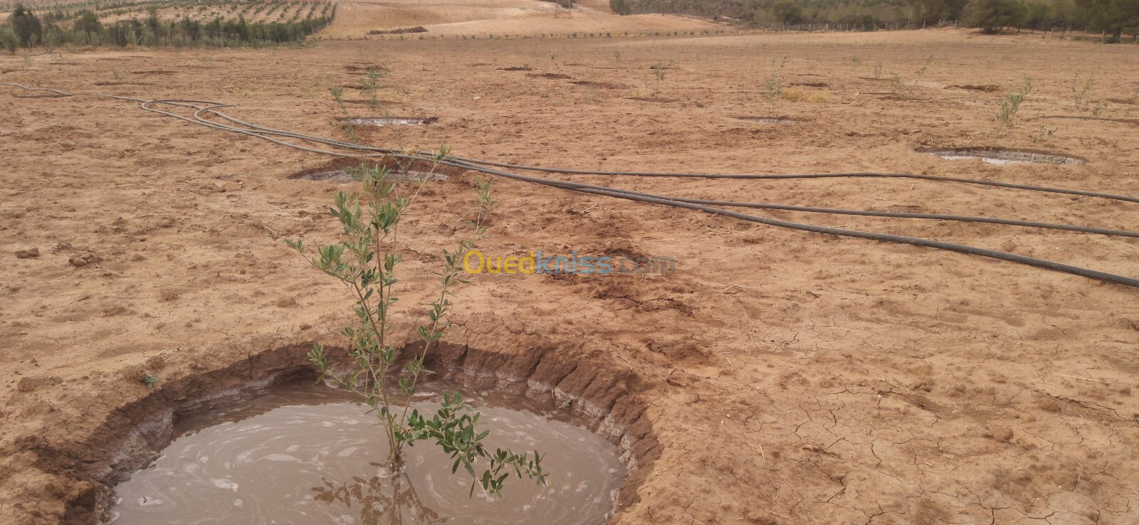 Vente Terrain Agricole Sidi Bel Abbès Hassi dahou