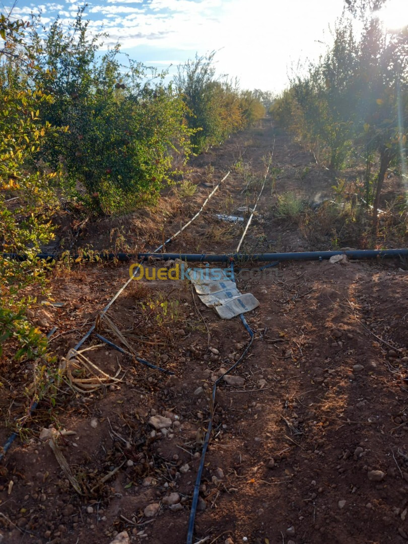 Vente Terrain Agricole Mostaganem Touahria